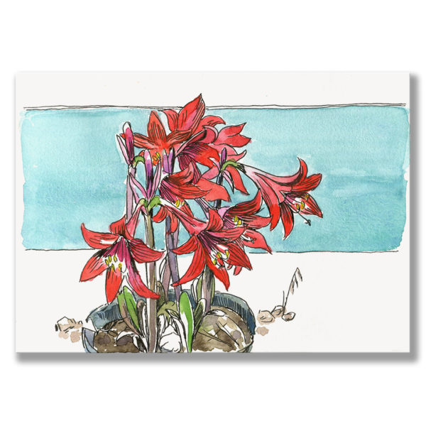 Kunstdruck Amaryllis II